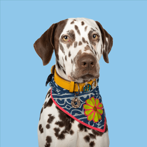 Dog with a Mission - Wholesale Pet Bandana - Dog - Bandana Maya Blue2