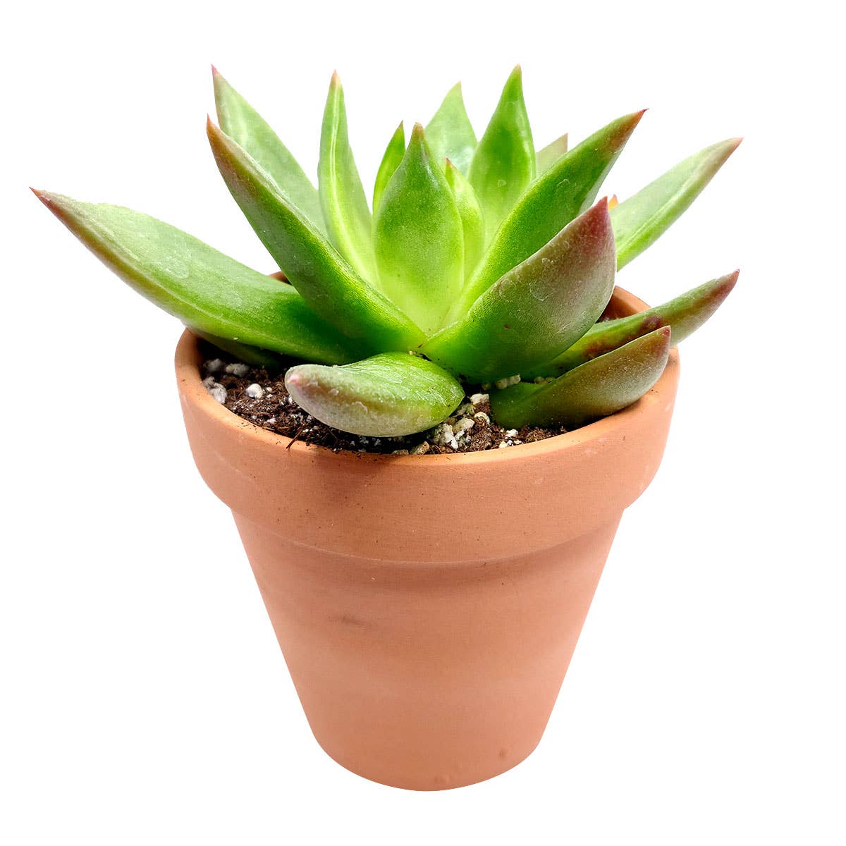 Best Plant Friend - Wholesale Succulent - Echeveria Agavoides Christmas  Live Succulent in 2in/4in Pot9