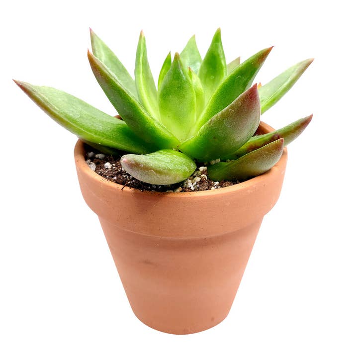 Best Plant Friend - Wholesale Succulent - Echeveria Agavoides Christmas Live Succulent in 2in/4in Pot9
