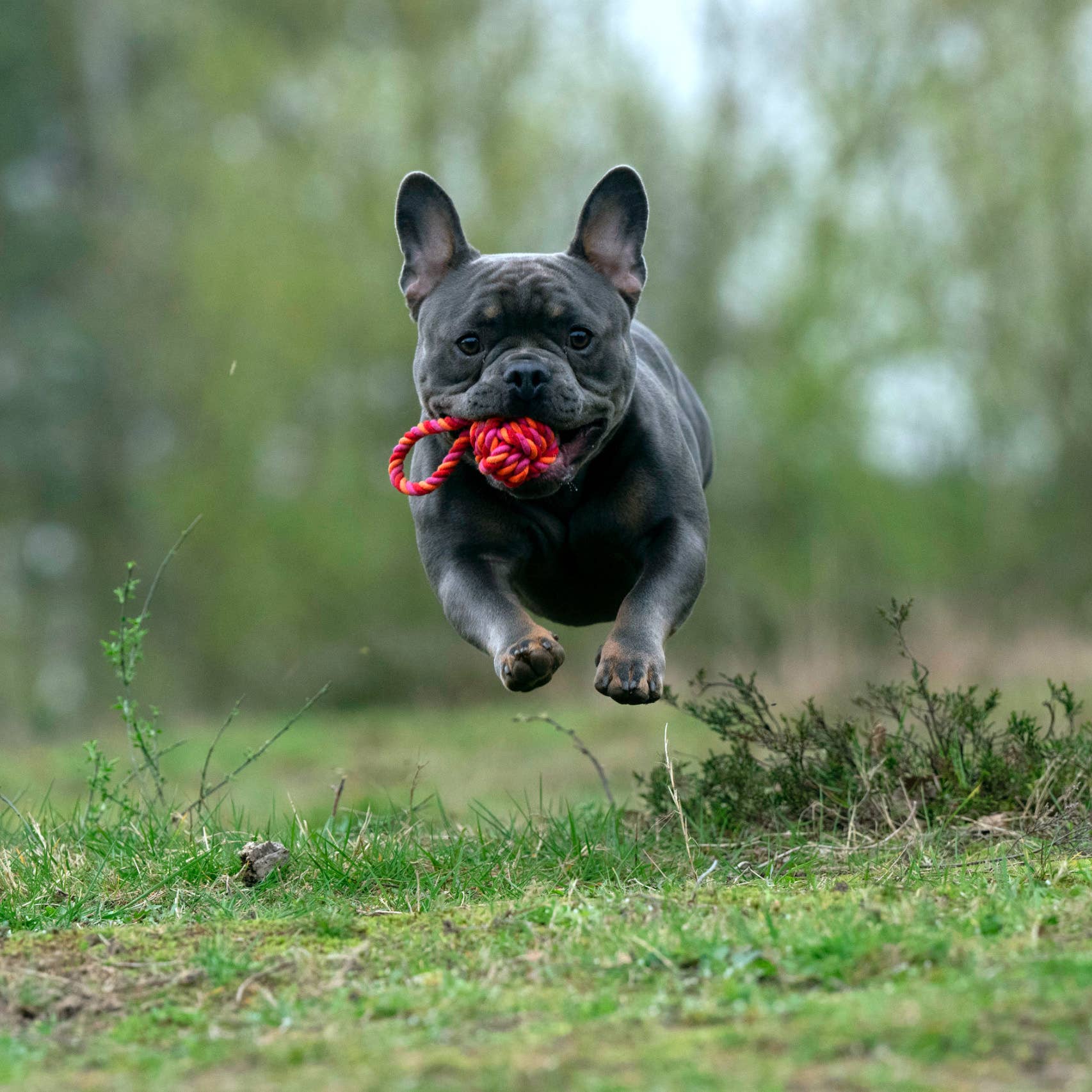 LABONI - Volentis GmbH - Wholesale Pet Toy - Dog - MINI SCHLEUDERBALL – Small Size, Big Fun1