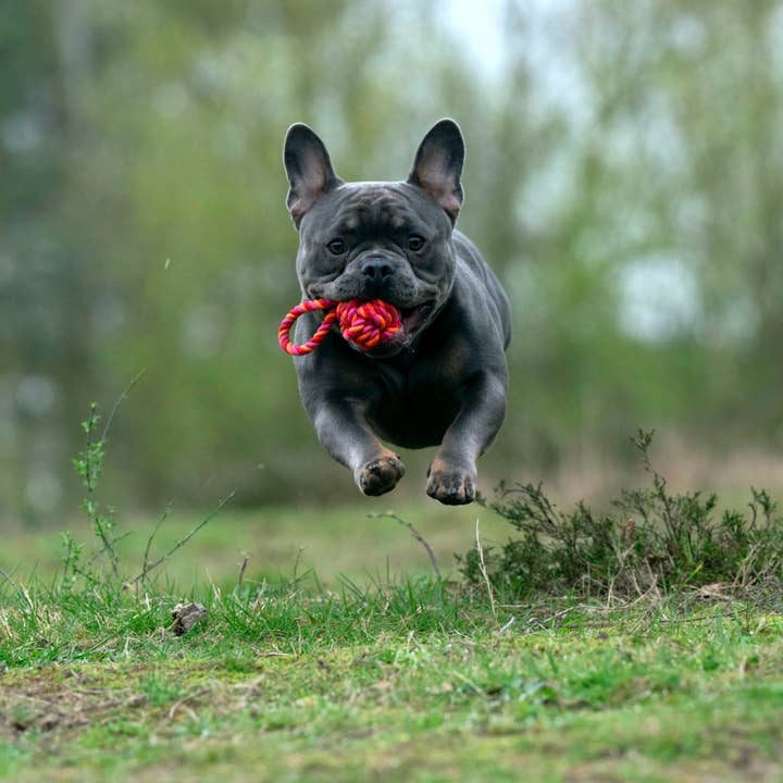 LABONI - Volentis GmbH – wholesale Pet toy – Dog – MINI SCHLEUDERBALL – Small Size, Big Fun1