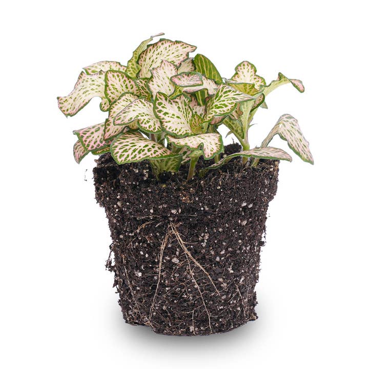 Fittonia Pink Tiger - Roze, wit en groen - Mozaïekplant voor wholesale door Trendhero.nl/b2b