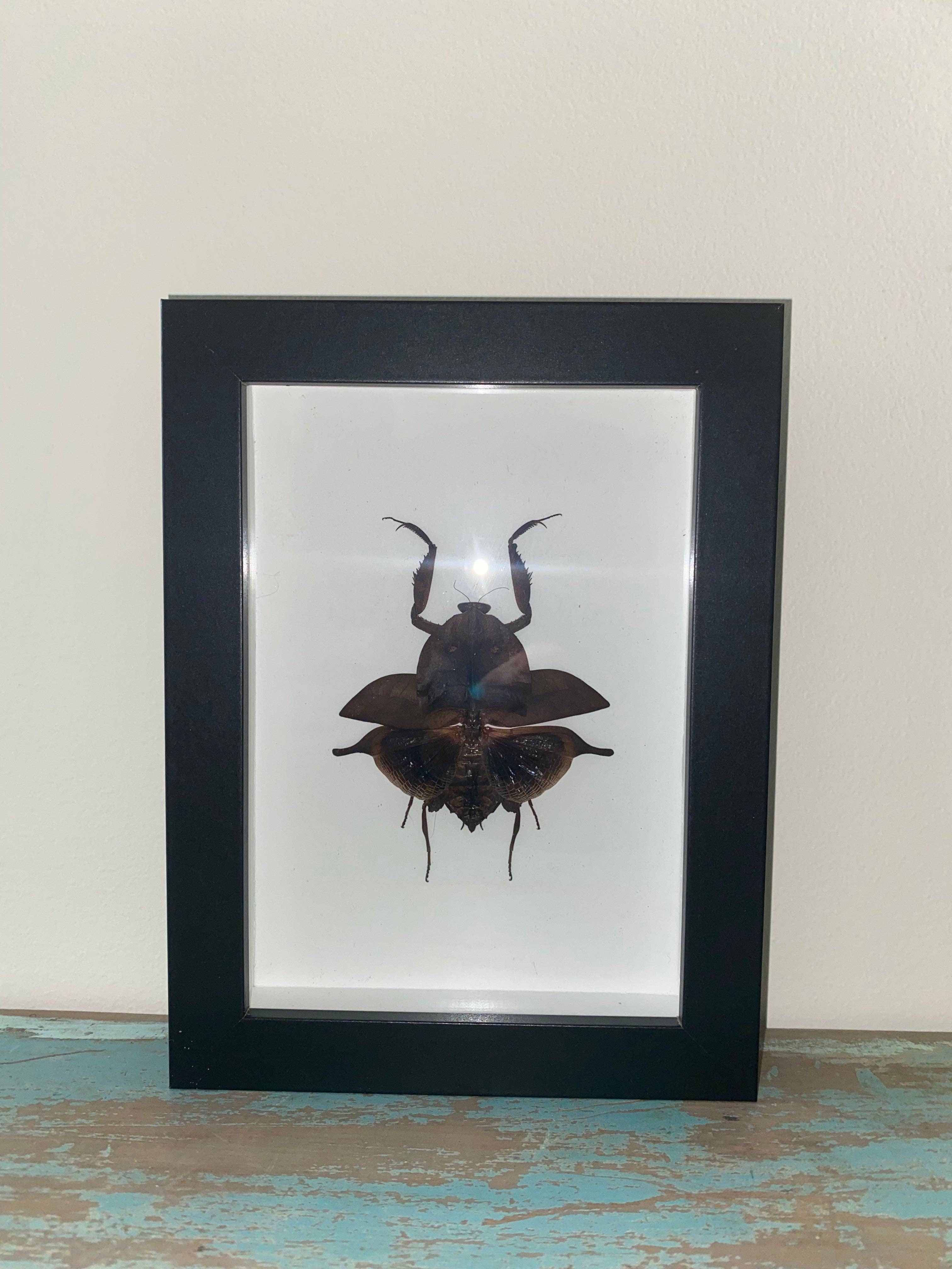 Newman Art Designs - Wholesale Wall Accent - Deroplatys truncata in a Frame