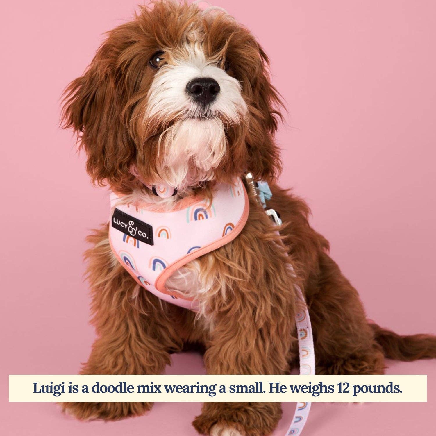 Lucy & Co. – Engroshandel Kæledyrssele – Hund – I skyerne Vendbar Harness1