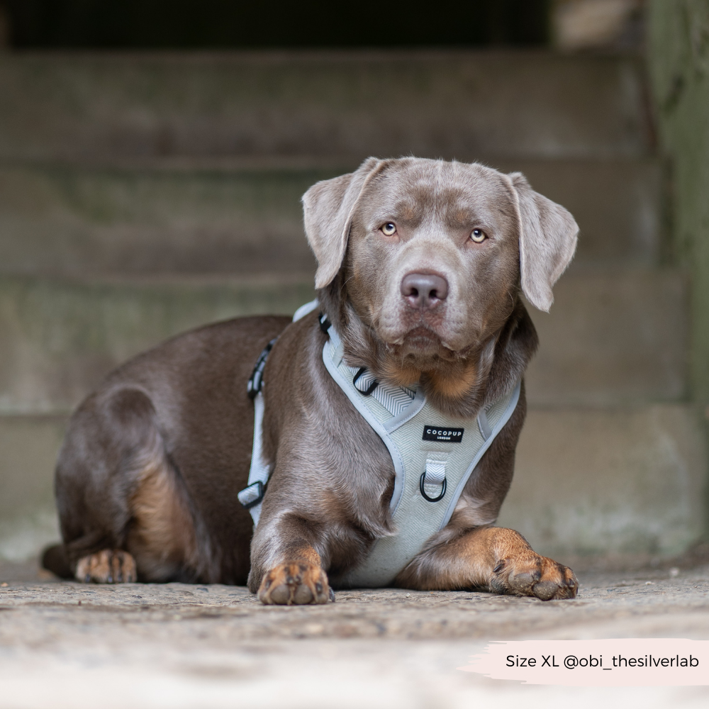 Cocopup London - Wholesale Tuig voor huisdieren - Hond - Verken Harness - Salie Tweed22