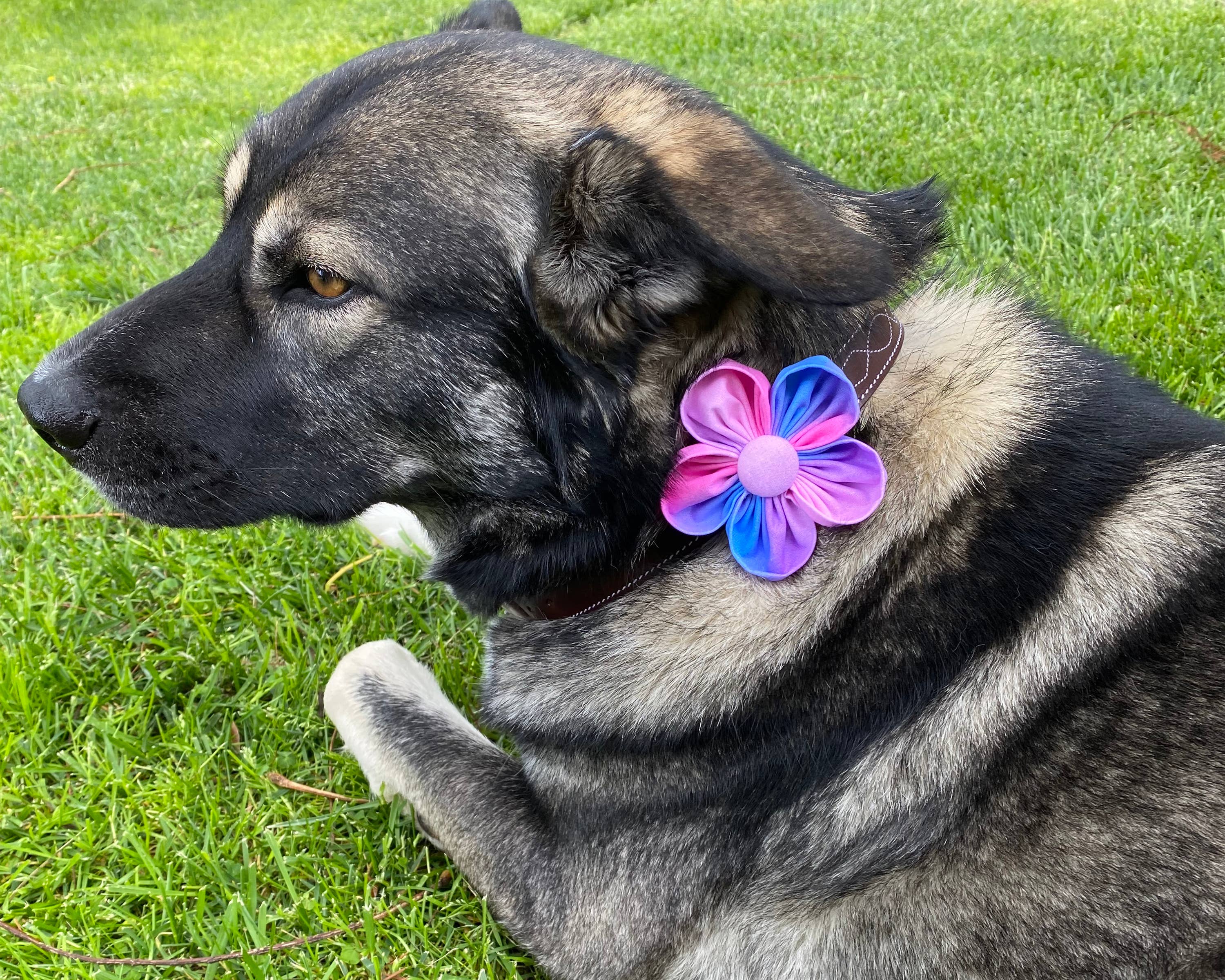 Darcy's Canine Designs - Wholesale Pet Collar - Dog - Pink, Purple and Blue Ombre Collar Flower Pet Accessory1
