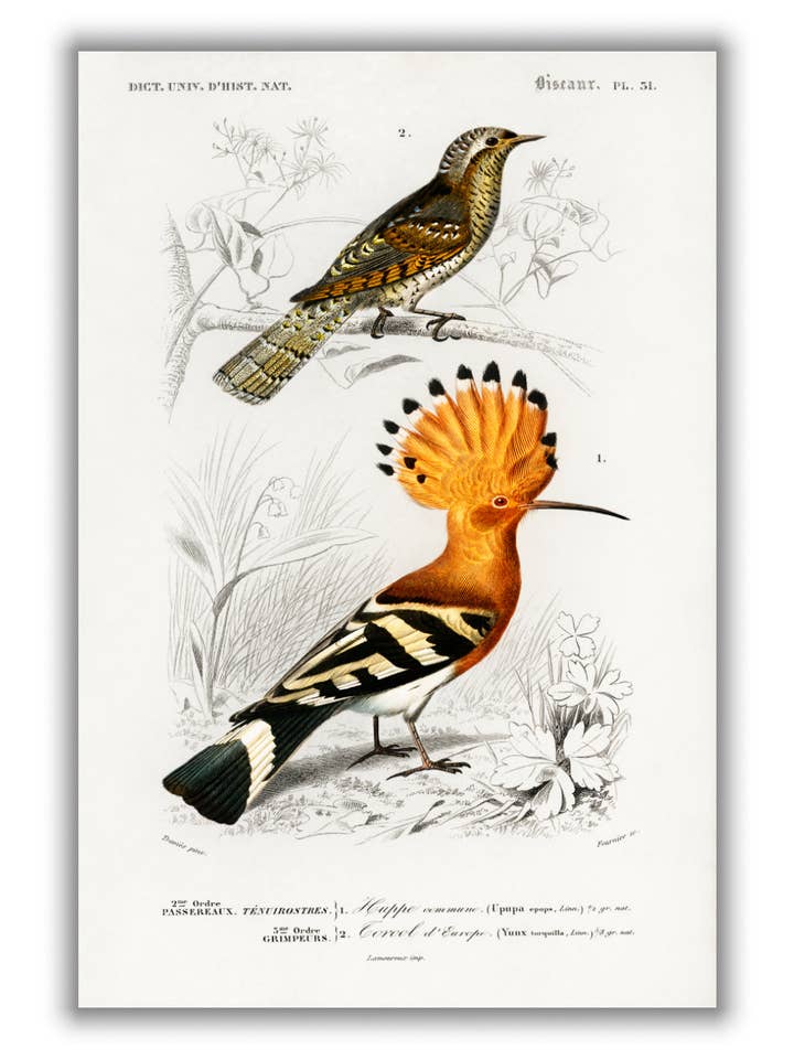 Natural History - Different types of Birds 4 for wholesale by Stanley Print House