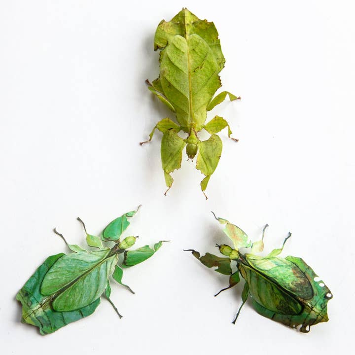 Moth and Myth - Venta al por mayor Recortables - Set de insectos de hojas y polillas Besanti «Leaf»