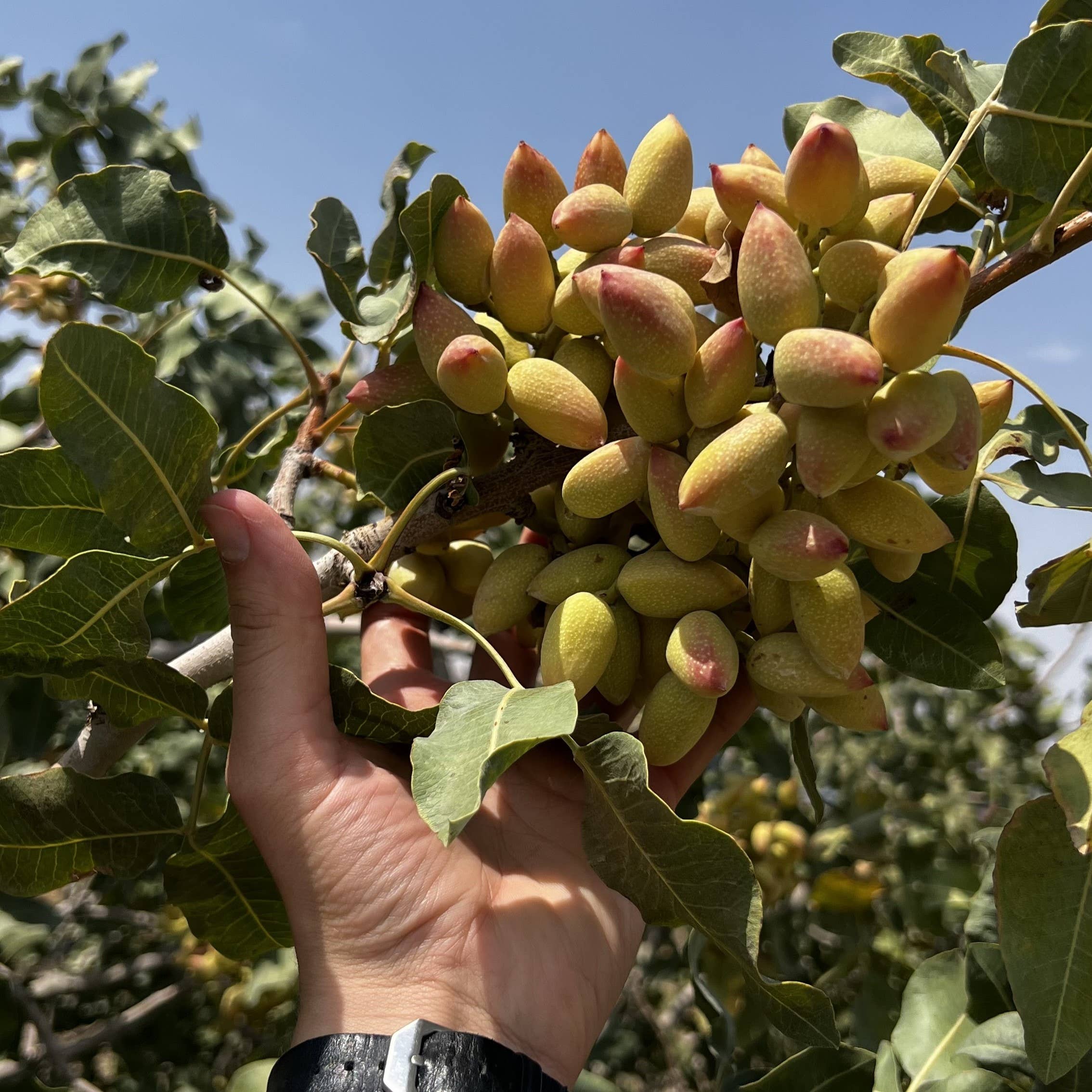 RAYA - Wholesale Nuts - Organic Roasted and Salted Pistachios Bag7