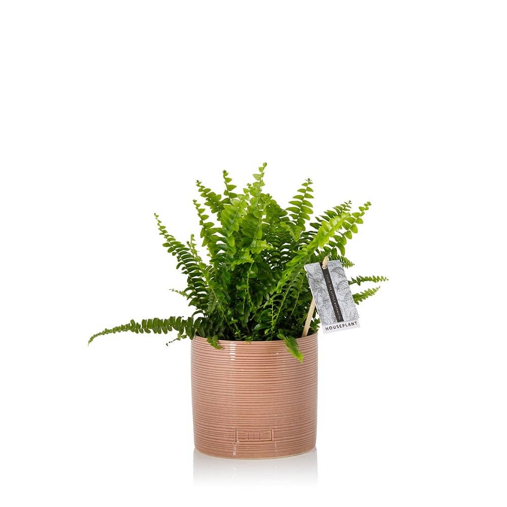 The Little Botanical – wholesale Live plant – British Grown Boston Fern4