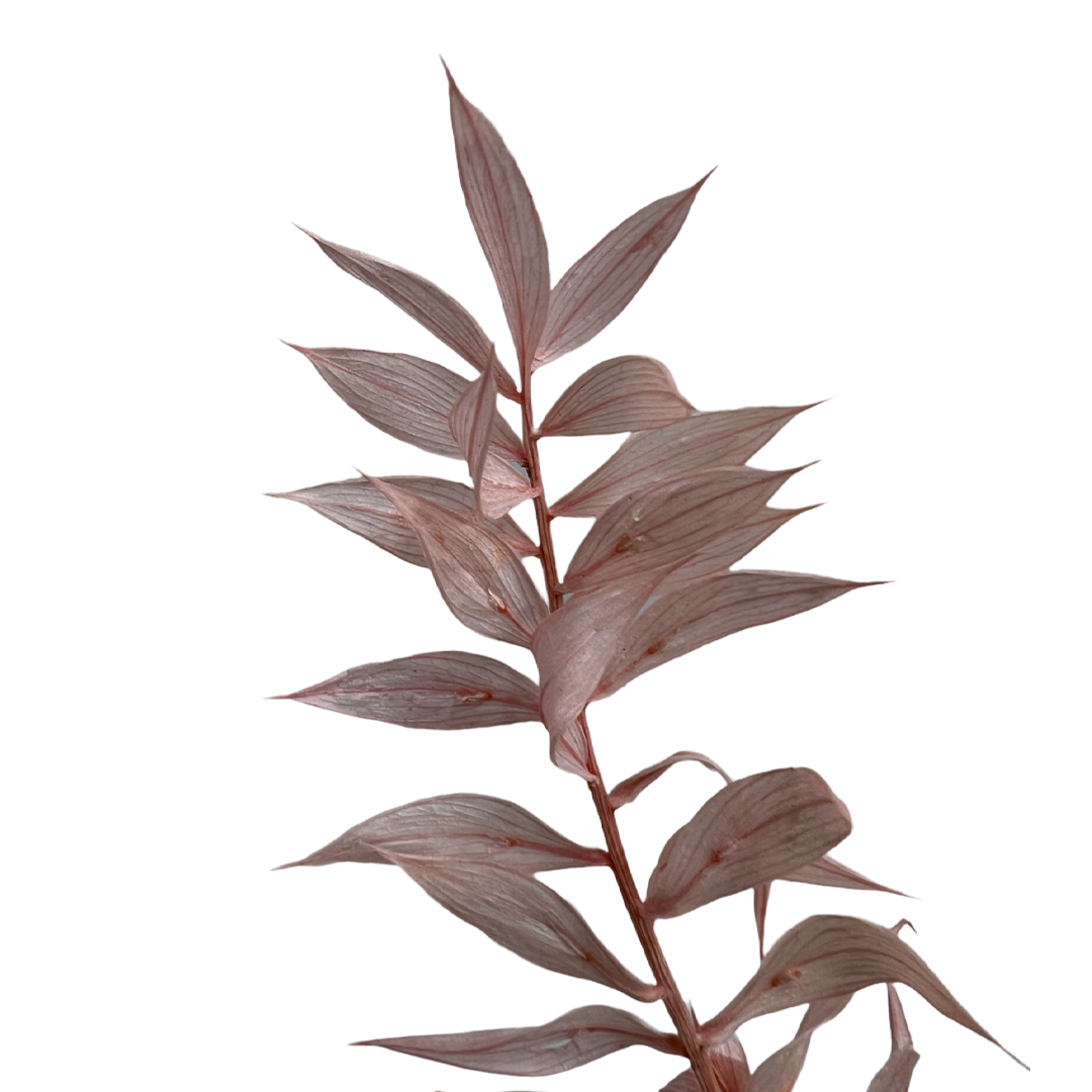 2626 Designs - Vendita all'ingrosso Piante artificiali - Ruscus conservato lungo 56-61 cm20