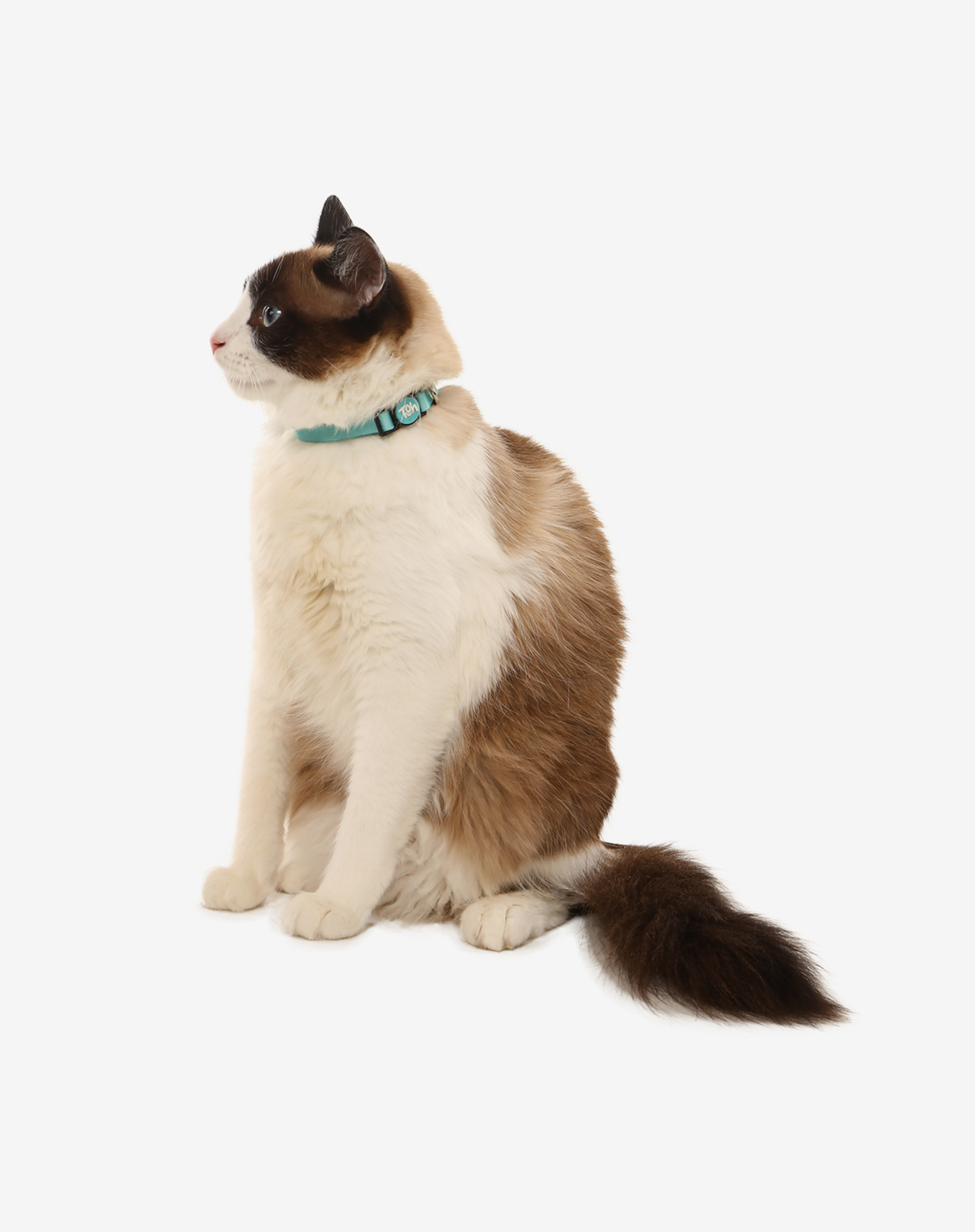 Toh – coleira - Gato por atacado – Cat Collar Maresia1