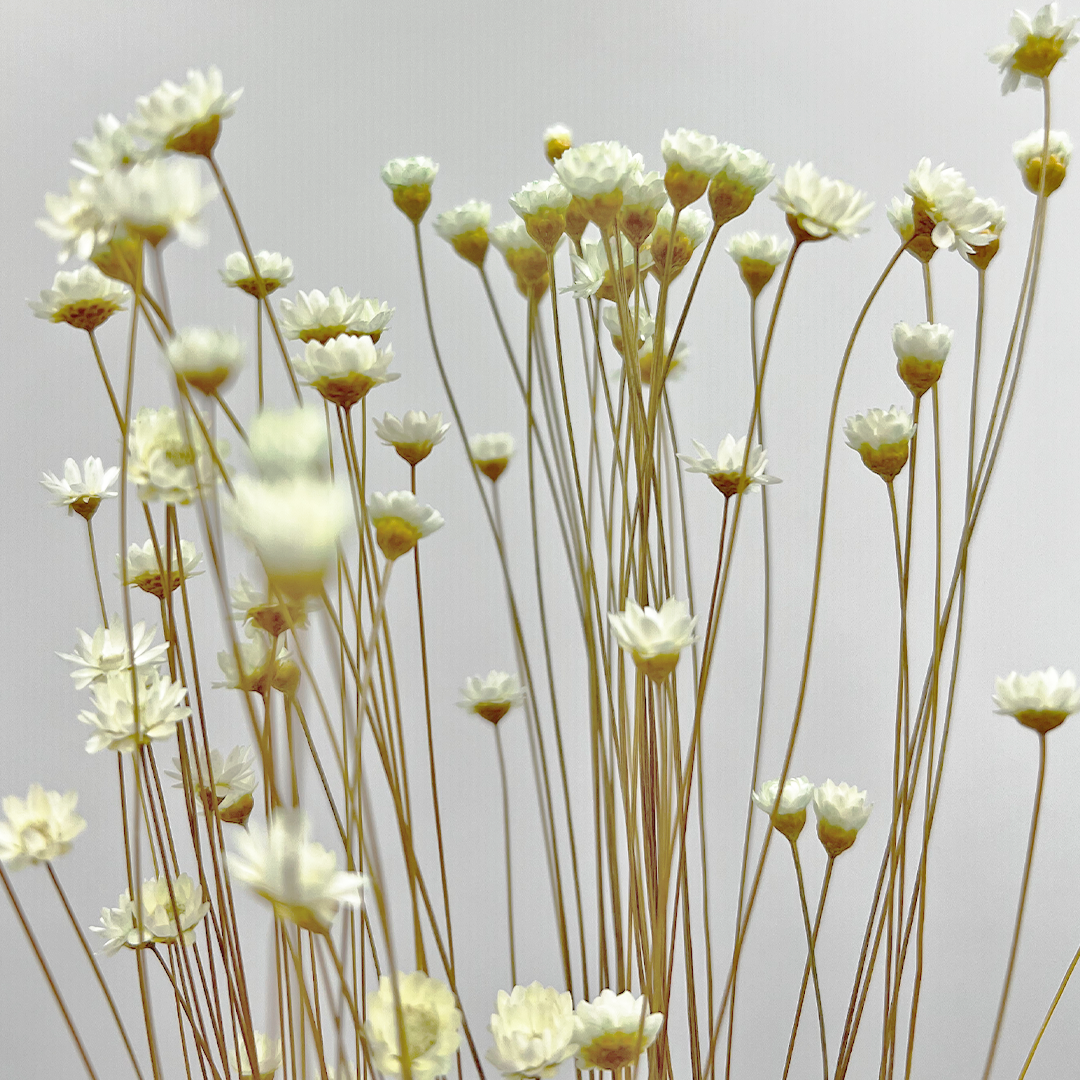 2626 Designs - Vendita all'ingrosso Fiori finti - Fiore Piccola Stella Preservato, 40-50 cm di lunghezza13