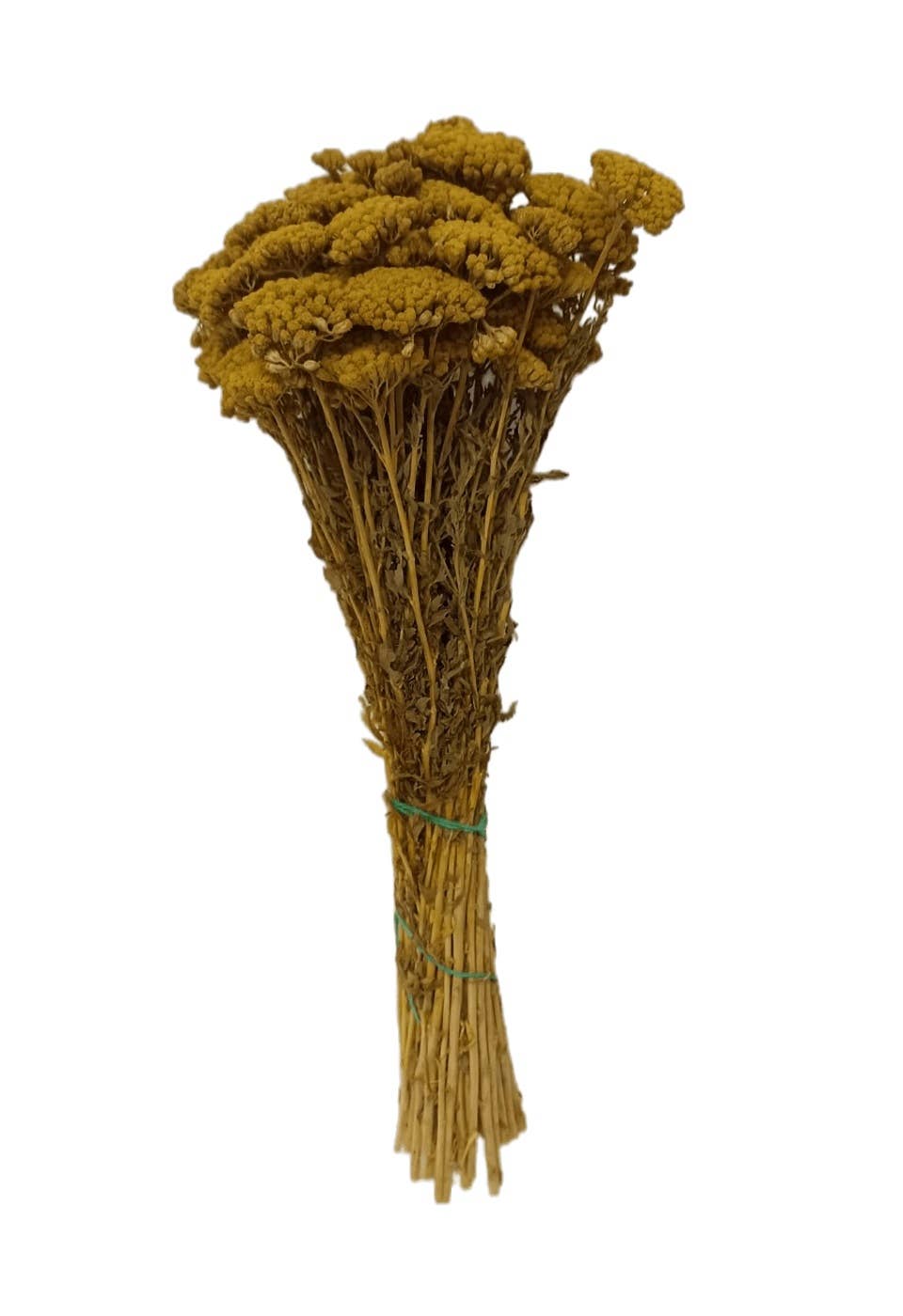 Concari.flores Preservadas – Engroshandel Tørrede/pressede blomster – Bevarret lille achillea6