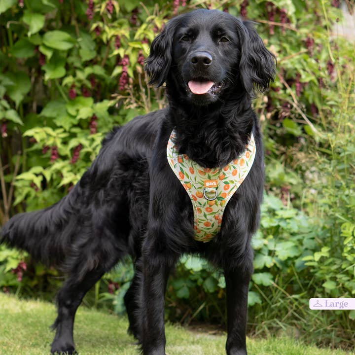 Barx - Wholesale Pet Harness - Dog - Adjustable Harness | Orancello4