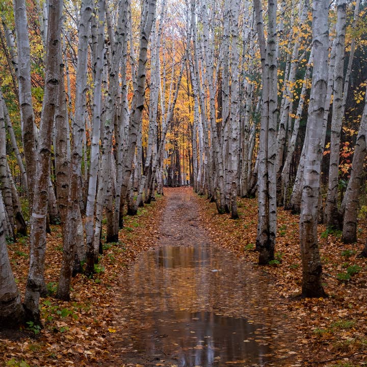 Fall Birch Grove for wholesale by Erica Joy Photography