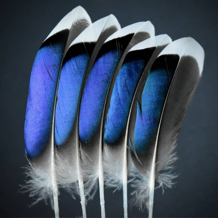 Plumes Naturelles - Wholesale Feathers - Duck feathers