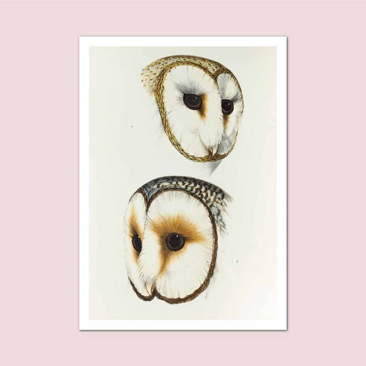 Stampa vintage illustrazione gufi per la vendita all'ingrosso da parte di Holland Road Prints