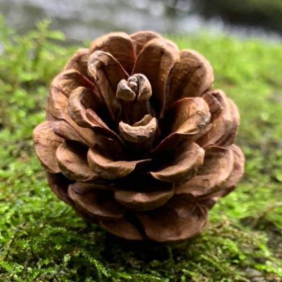 Pine Cones, Smaller in Size, 300 cones per case for wholesale by Bringoutdoorsindoors