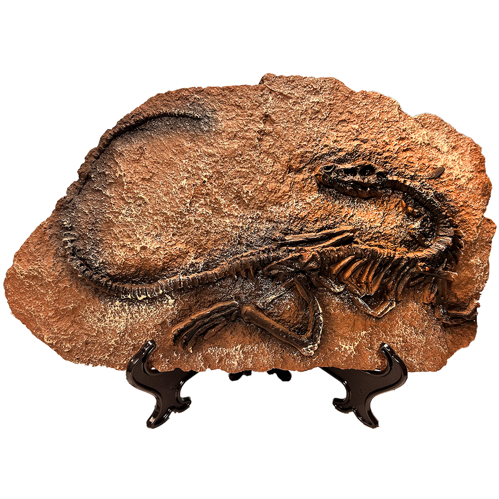 Texas Toy Distribution – wholesale Decorative figurine – Dinosaur Prehistoric Skeleton Plaque w/ Holder, 4 Dinosaurs5