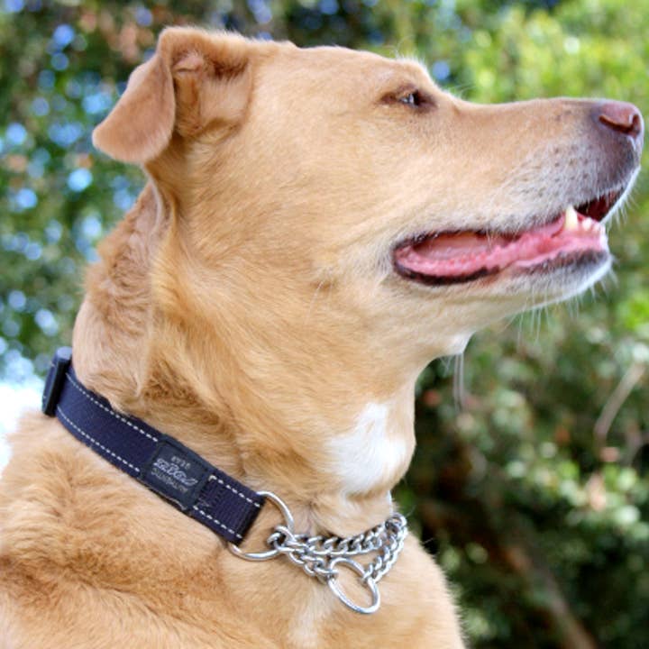 Martingale Training Dog Collar Medium for wholesale by Rogz USA