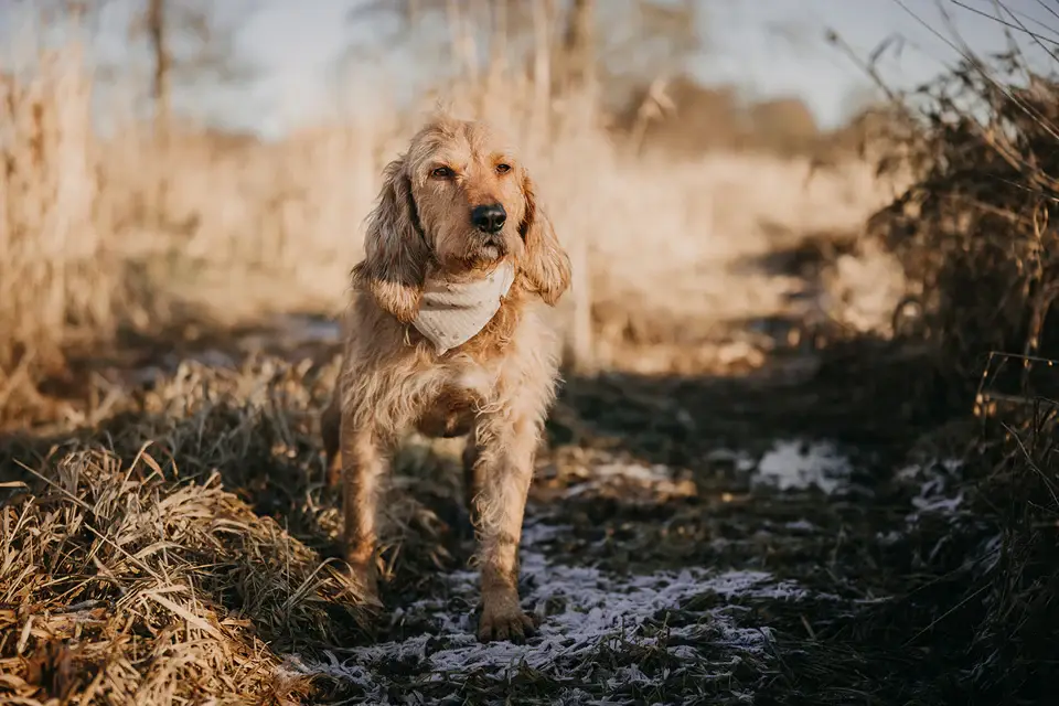 Lieblingspfote – Engroshandel Bandana - Hund – Muslin tørklæde «Little Hearts» til kæledyr3