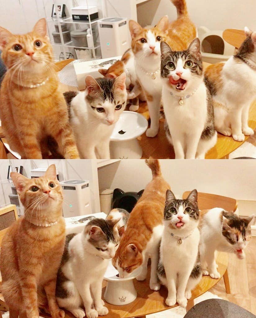 MOON-X USA, INC. - Wholesale Pet Bowl - Cat/Dog - Extra Wide Raised Cat Food Bowl (Cat)9