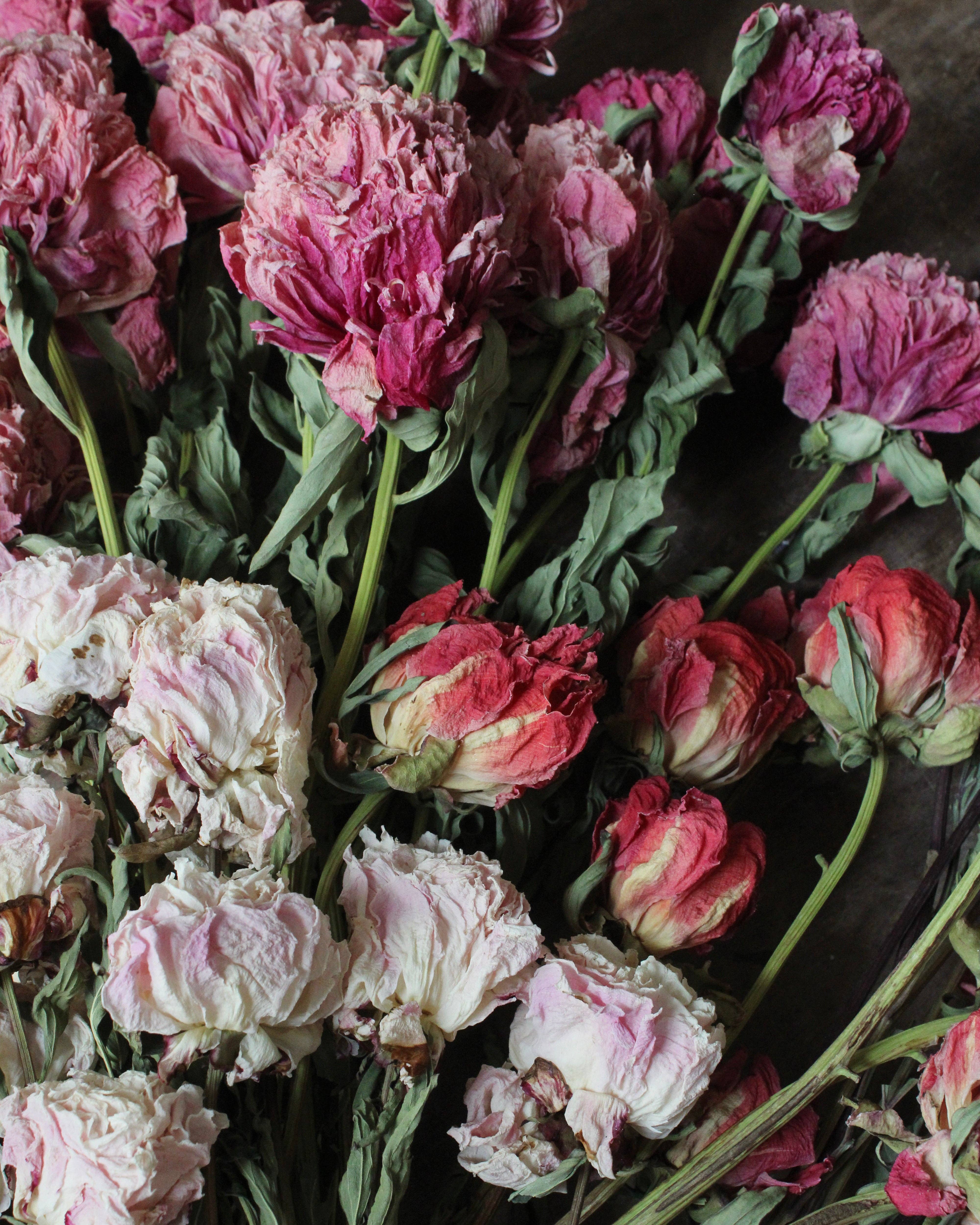 Roxanne's Dried Flowers - Wholesale Dried/Pressed Flowers - Peony - Dried3