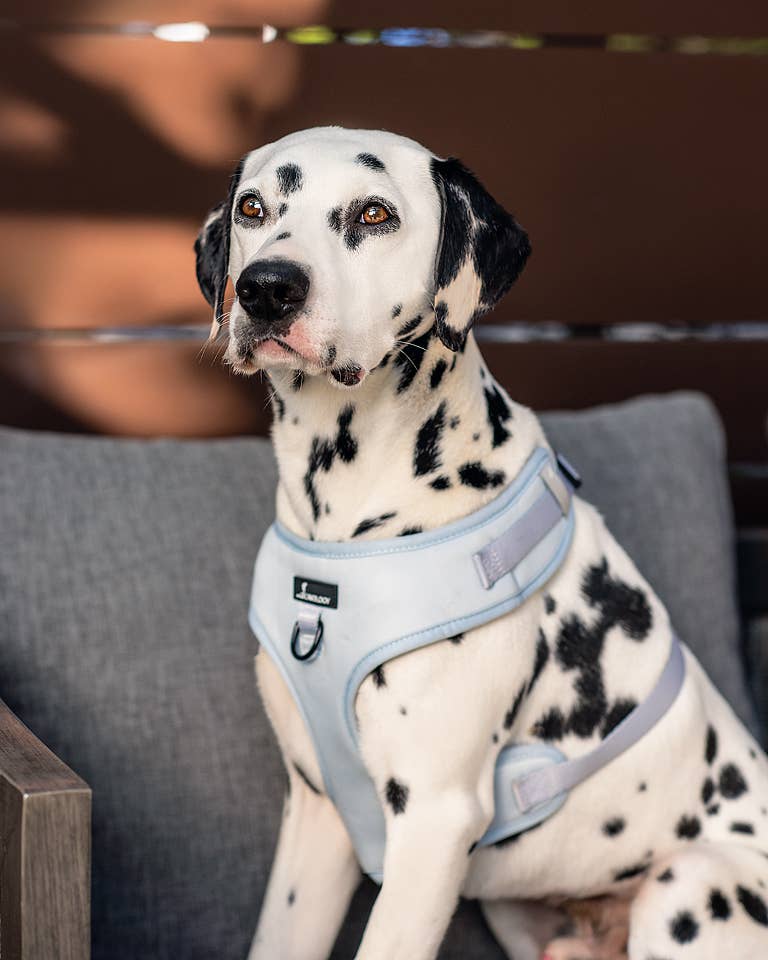 Cavology - Wholesale Pet Harness - Dog - DOG ADJUSTABLE HARNESS ASSORTED PACK 6