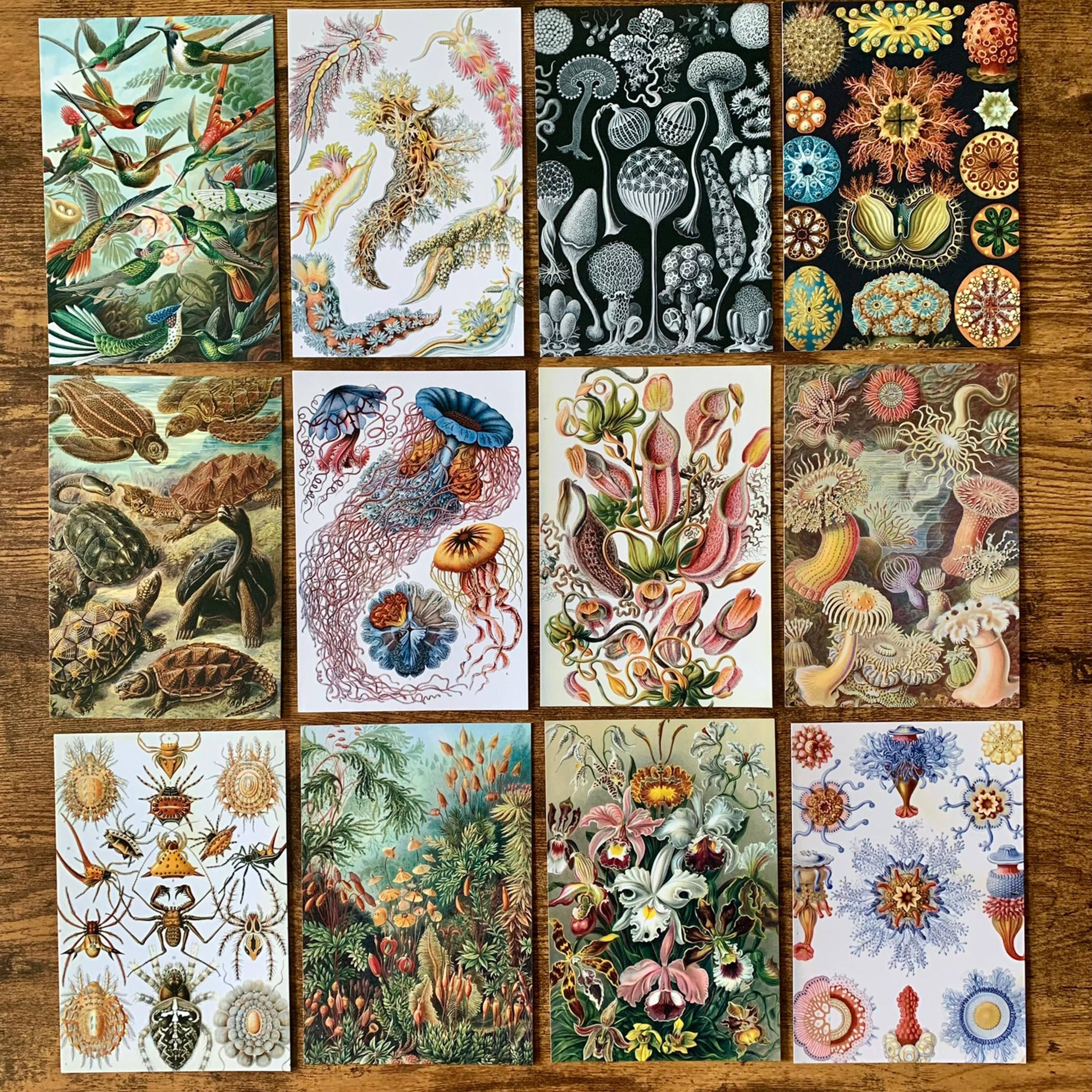 Magnifique Hearts - Wholesale Postcard Set - Unique Ernst Haeckel Postcards, 4X6 Inches, Set of 10 cards4