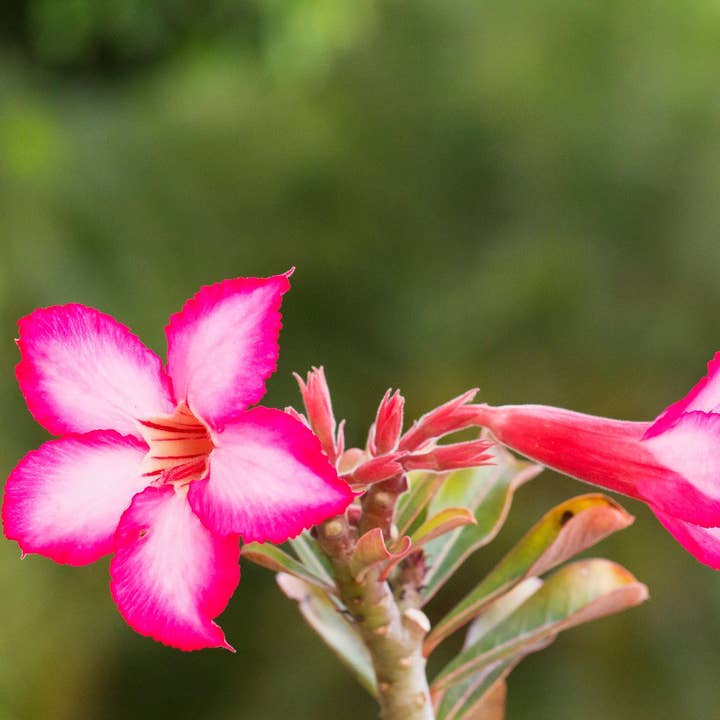 Desert Rose Incense Sticks for wholesale by Beaches of Tunisia, LLC