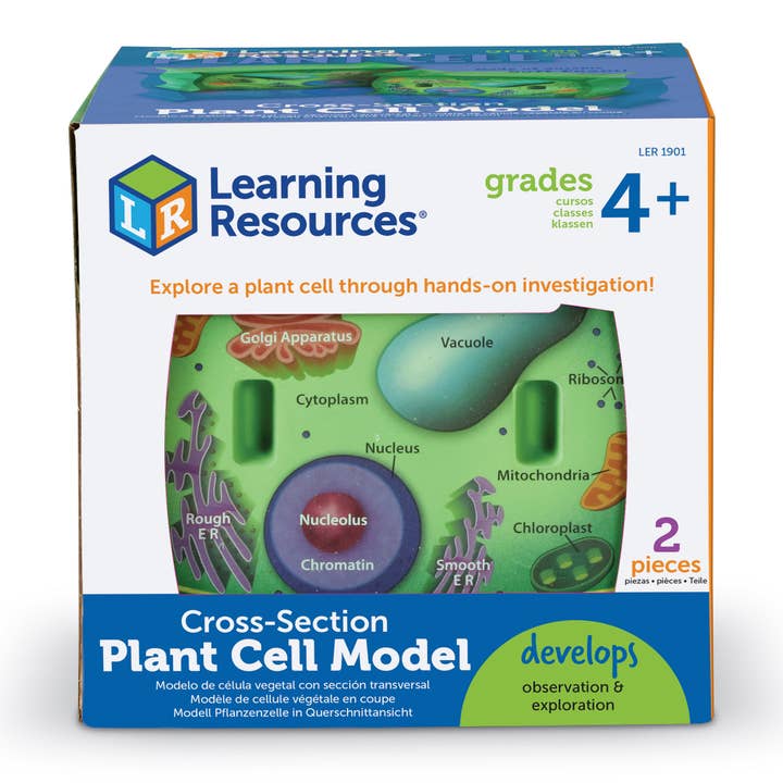 Cross-Section Plant Cell Model for wholesale by Learning Resources