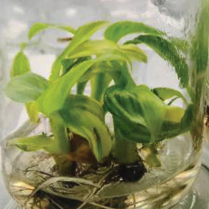 Musa "Aurea" variegated | Rare Houseplant for wholesale by OrchidBox