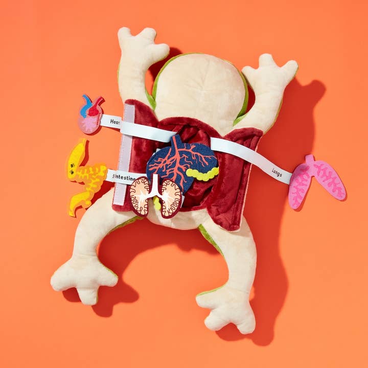 KiwiCo, Inc. - Wholesale Toy Set - Kids - Froggie Dissection Lab, Anatomy Learning Toy for Kids
