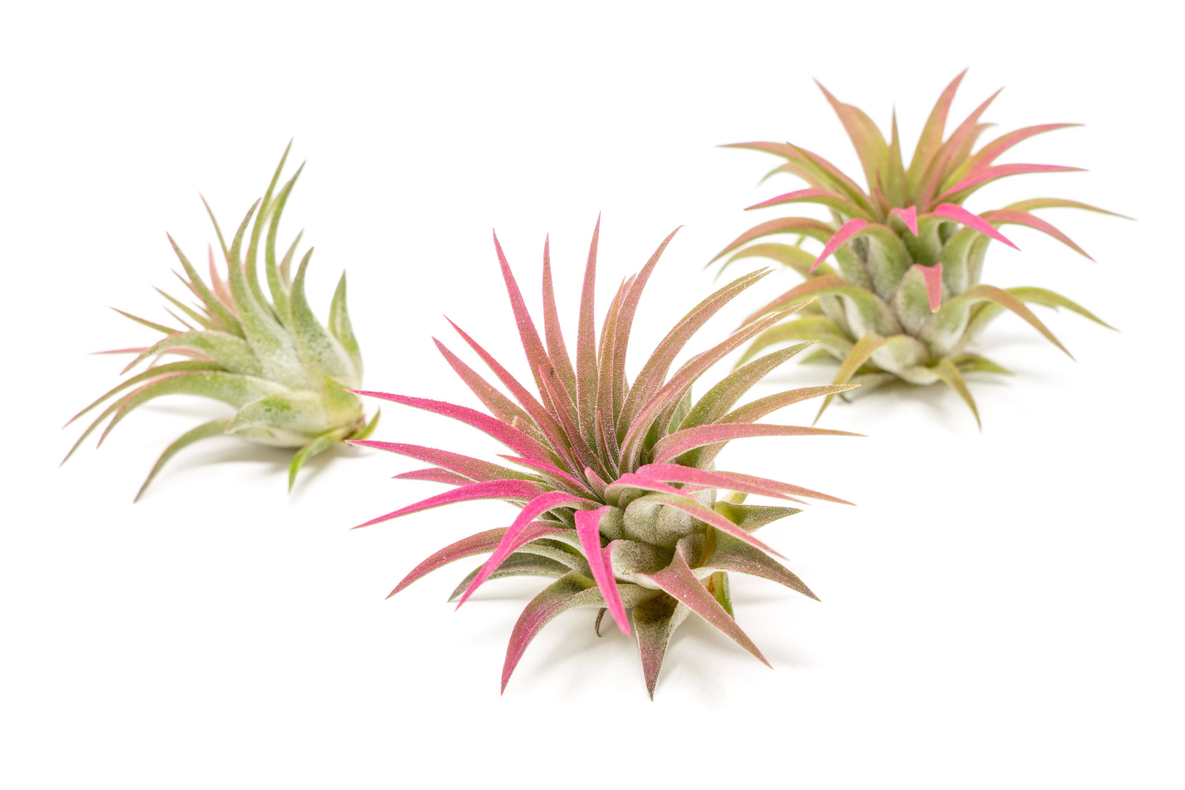 Air Plant Shop - Wholesale Live Plant - Color Enhanced Tillandsia Ionantha Rubra Air Plants24