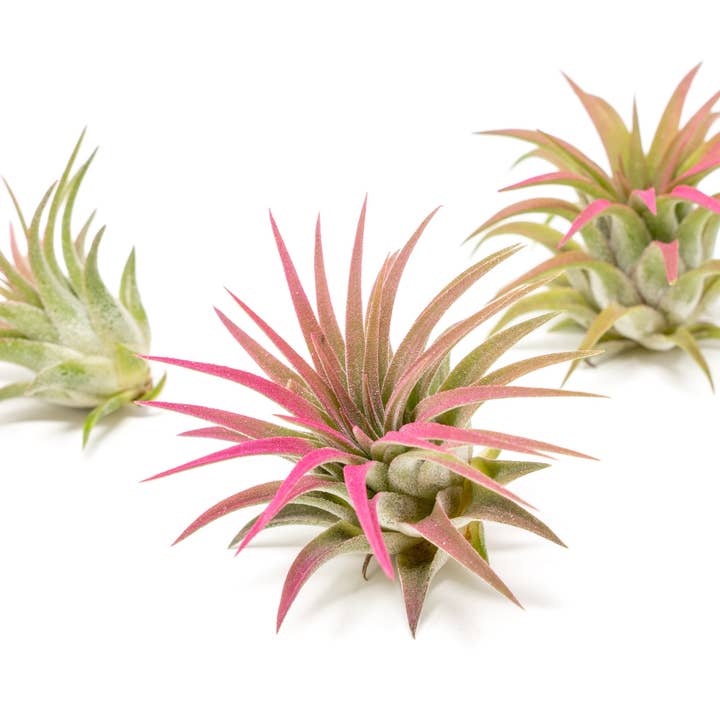 Air Plant Shop - Wholesale Live Plant - Color Enhanced Tillandsia Ionantha Rubra Air Plants24