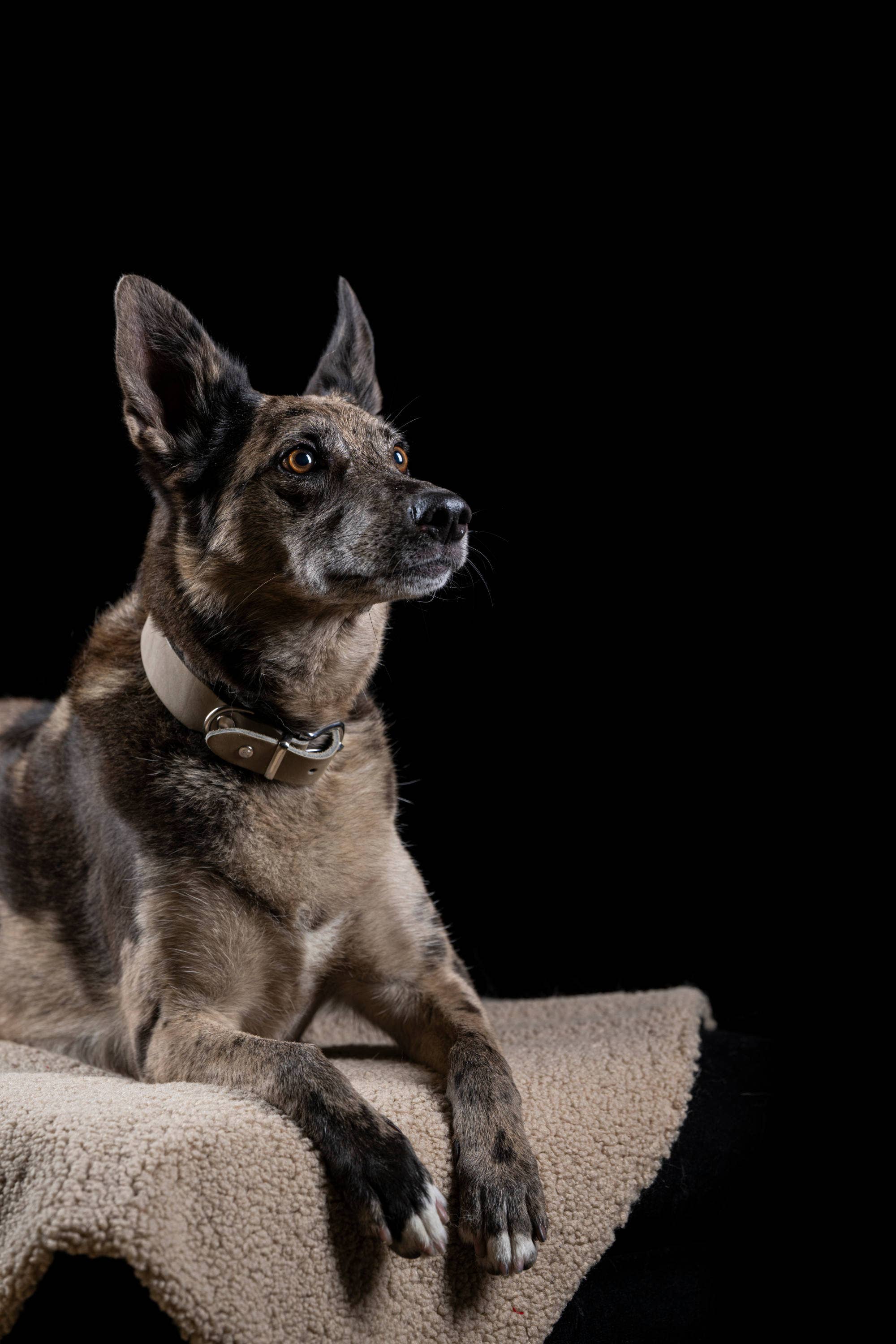 LABONI - Volentis GmbH - Vente Collier – chien - Collier pour chien GIRO en cuir souple à prise ferme16