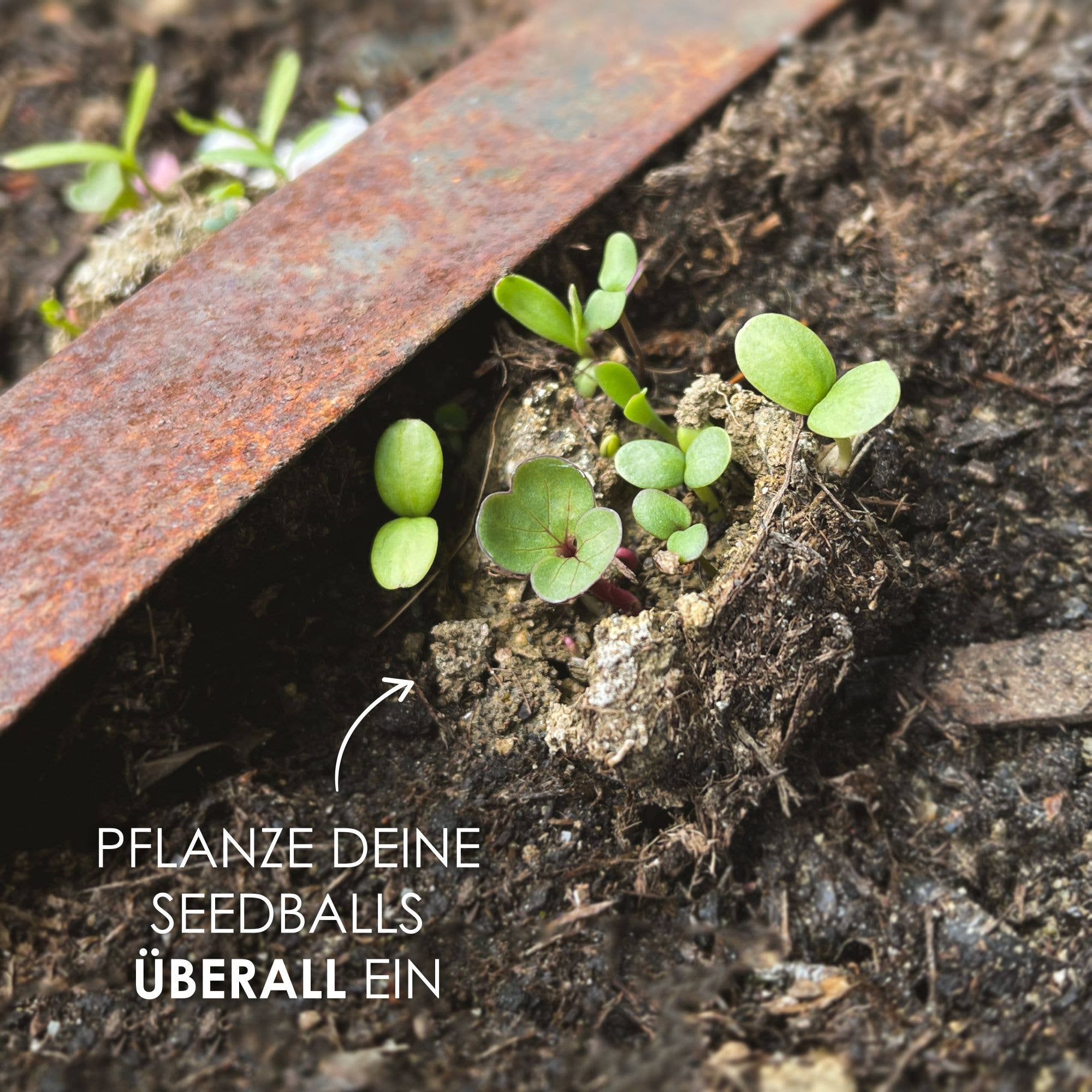 Vendix GmbH - Wholesale Plant Seeds - 12x seed bombs for colorful bee pasture (colorful)6