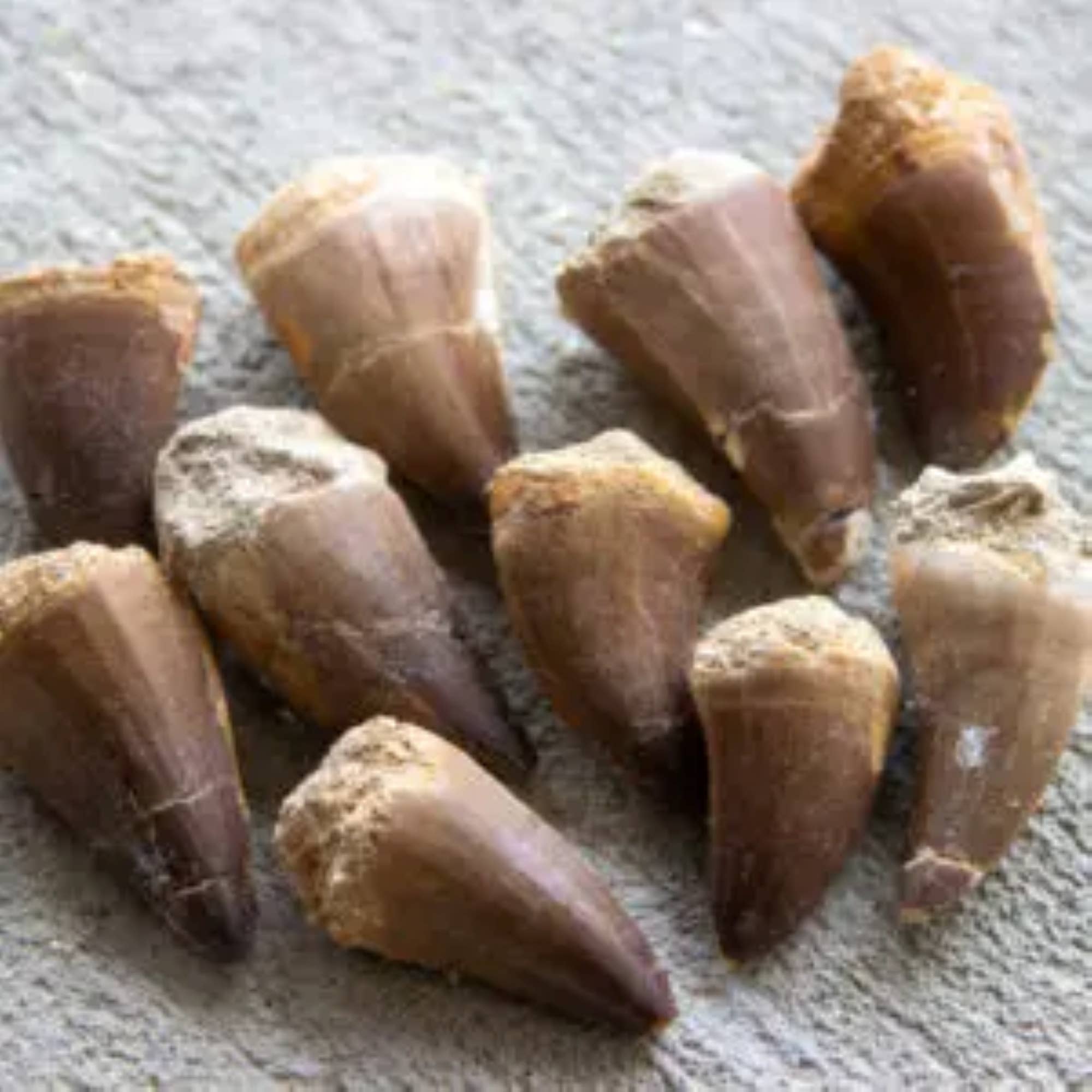 Cold River Mining - Wholesale Decorative Tabletop Object - MOSASAUR TOOTH APPROXIMATELY 1″ TO 2″- Sold By Piece0