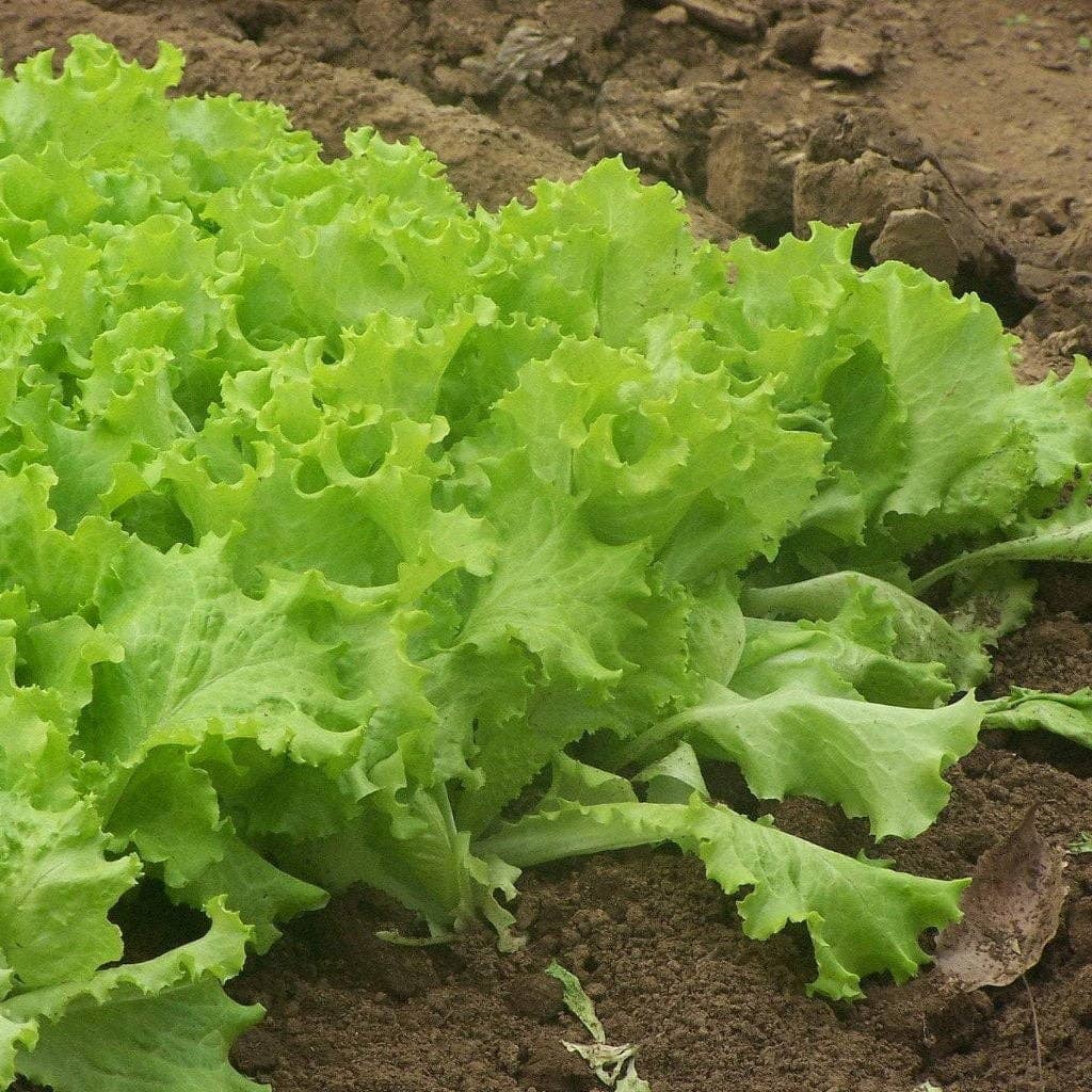 Sow True Seed - Wholesale Plant Seeds - Lettuce Seeds - Black Seeded Simpson, ORGANIC4