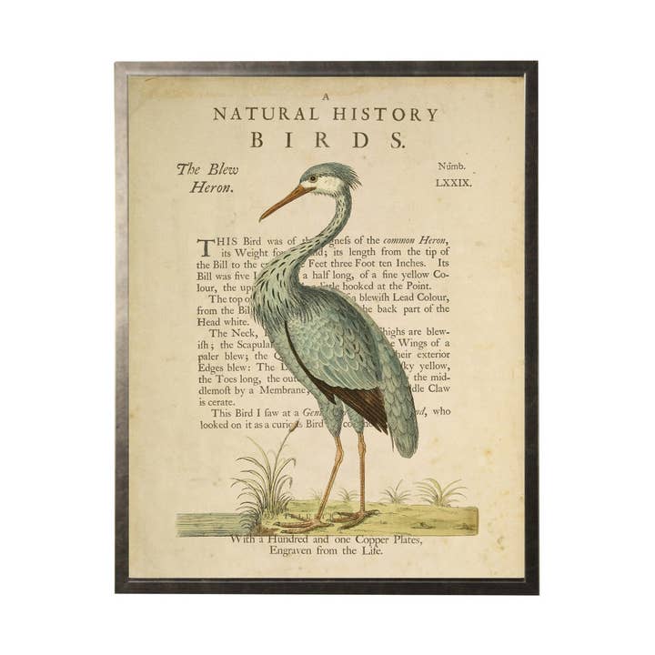 Exlibris con título «Blue Heron on A Natural History of Birds» para venta al por mayor de Antique Curiosities Inc