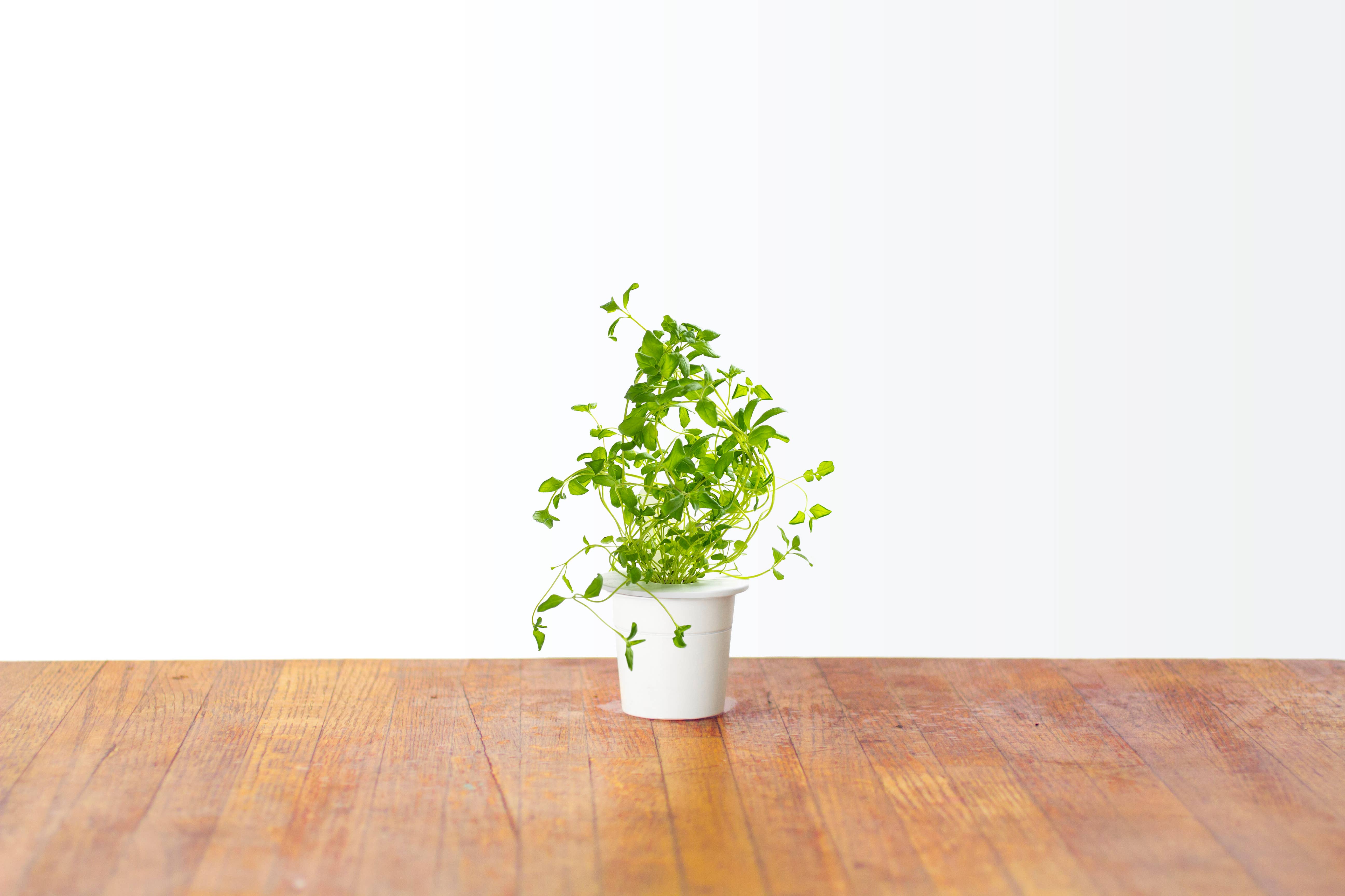 Click and Grow - Vente Graines de plantes - Gousses d'origan2