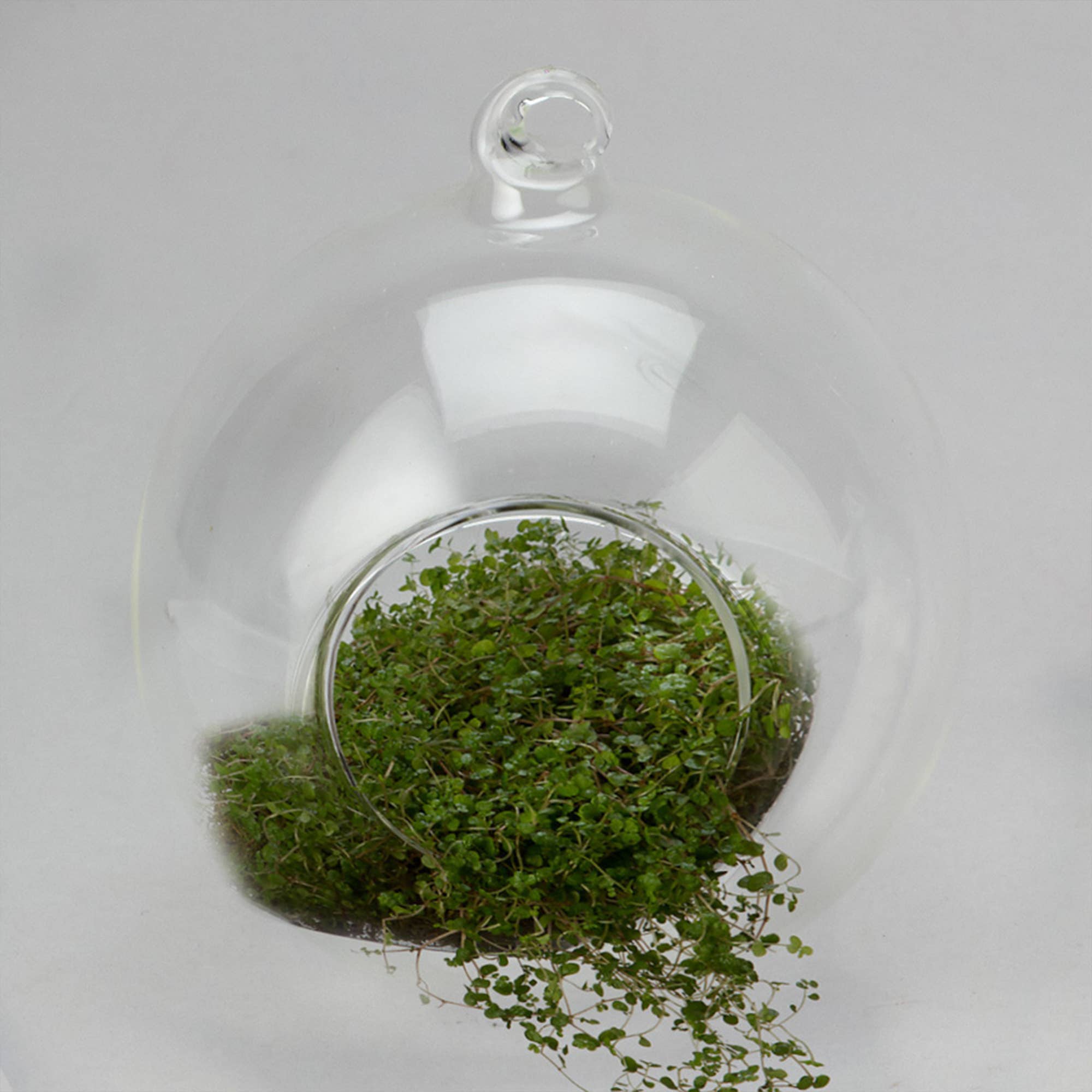 Portofino International Trading, USA - Vente Terrariums - Terrarium suspendu en verre 3,5 pouces1