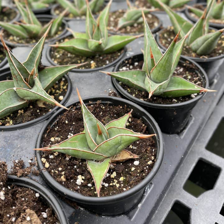 Thorsen's Greenhouse - Wholesale Live Plant - Sansevieria Pinguicula - Walking Snake Plant - 4" Live Plant3