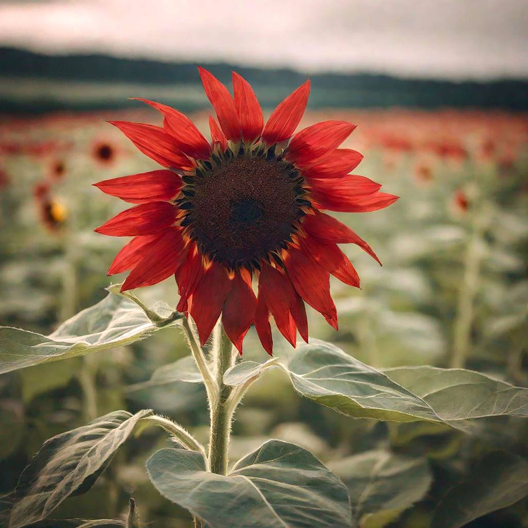 Chive Canada - Wholesale Plant Seeds - Shido Seeds Red Sunflower Flower Seeds Packet2