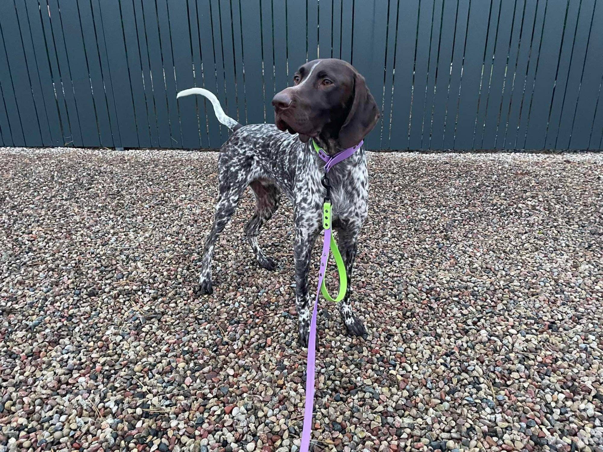 Distinguish Me – wholesale Halsband - Hund – Biothane hundkoppel och halsband set – 3 m med slip-design1