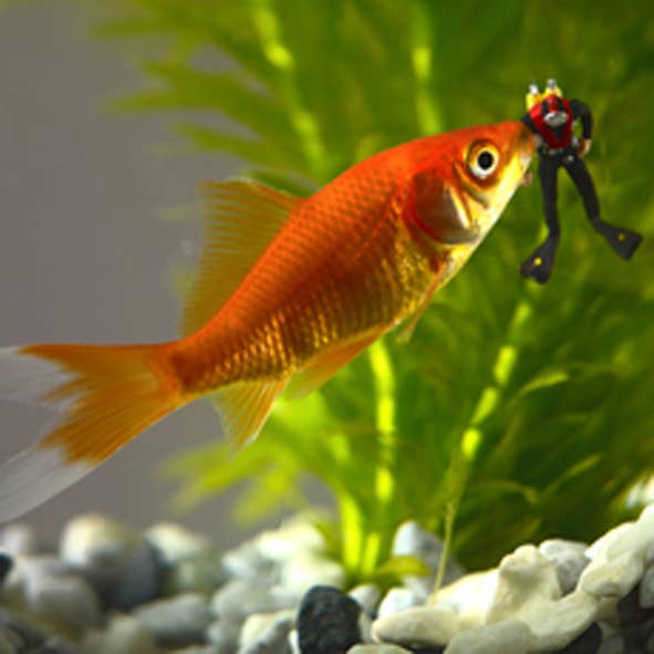 Inky Blue Ltd t/a Holy Mackerel - Wholesale Everyday greeting card - When goldfish attack blank card