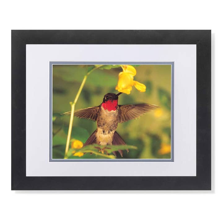 Hummingbird Sucking Flower Nectar Close Up Photo Wall Picture W/G Matted Framed Art Print for wholesale by Unlimited Potential LLC