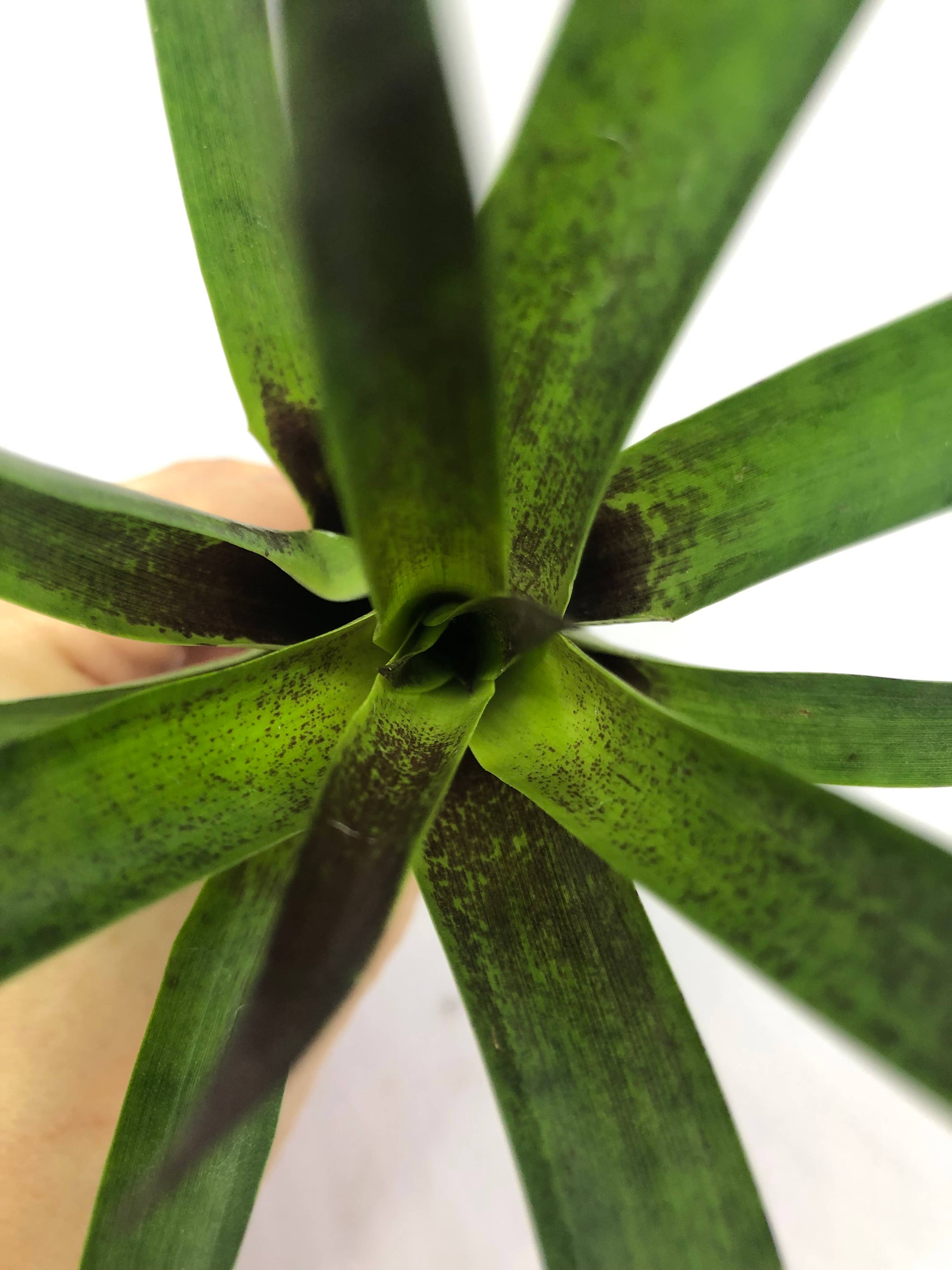 The Artizan Way - Wholesale Live Plant - Vriesea Corcovandensis - Small Bromeliad | Live Plant6