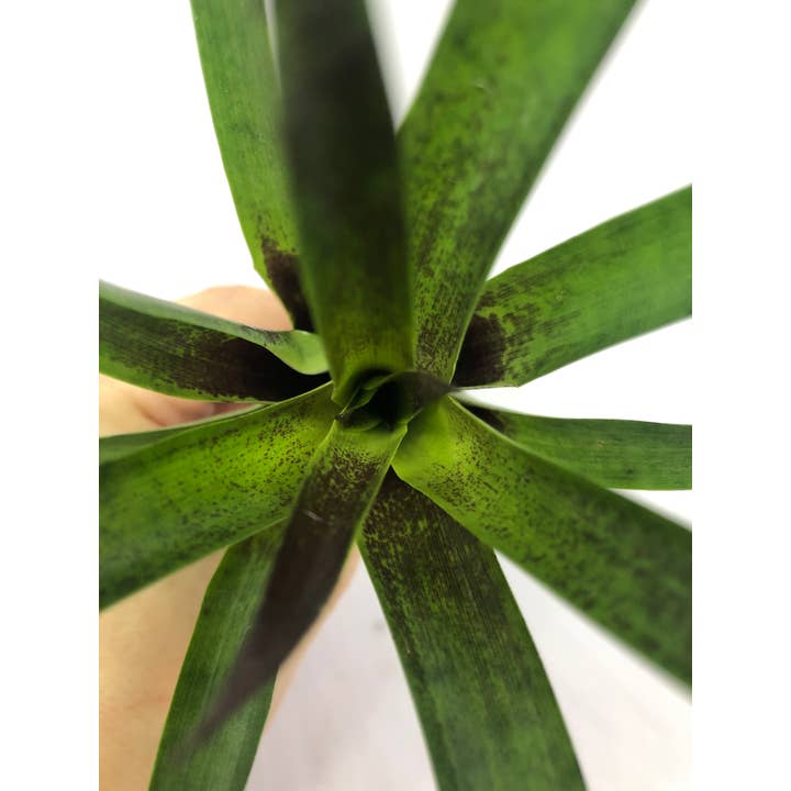 The Artizan Way - Wholesale Live Plant - Vriesea Corcovandensis - Small Bromeliad | Live Plant6